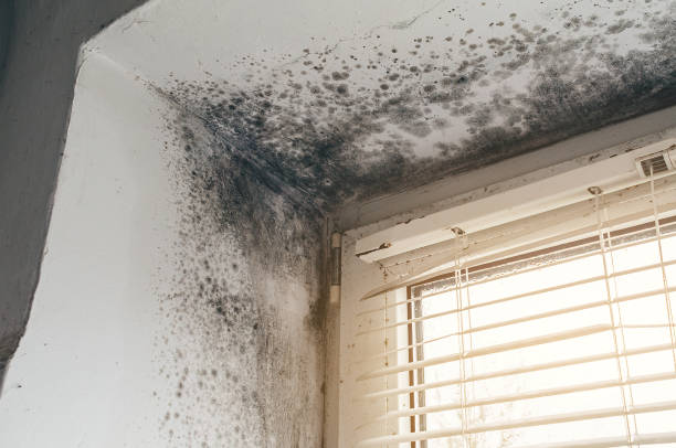 Affordable Black Mold Remediation solutions in Old Bethpage, NY